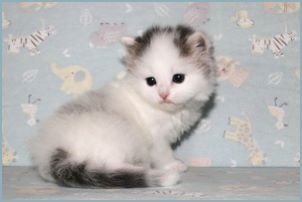 Female Siberian Kitten from Deedlebug Siberians